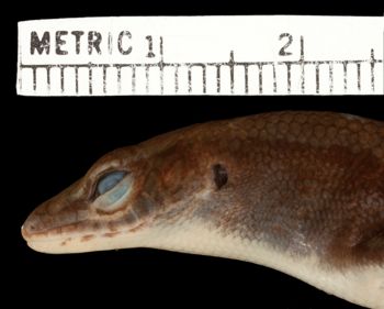 Media type: image;   Herpetology R-131949 Aspect: head lateral